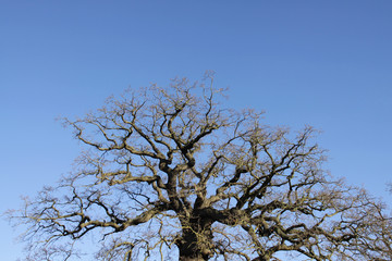 Dead looking tree against a clear blue sky in the winter