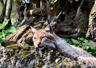 Eurasischer Luchs im Wald beim Sonnenbaden