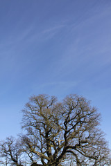 Dead looking tree against a clear blue sky in the winter
