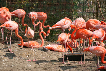 Flamingoes