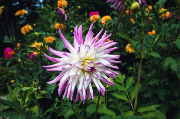 Obraz premium Pink dahlia - a flower from Asteraceae family