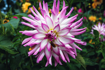 Close up on a pink dahlia - a flower from Asteraceae family