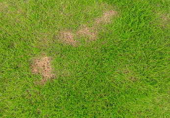 Grass texture, grass background. patchy grass, lawn in bad condition and need maintaining, Pests and disease cause amount of damage to green lawns, lawn in bad condition and need maintaining.