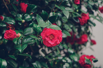 Camellia japonica in the park of Nantes, France