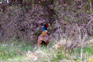 Motley pheasant male Phasianus colchicus