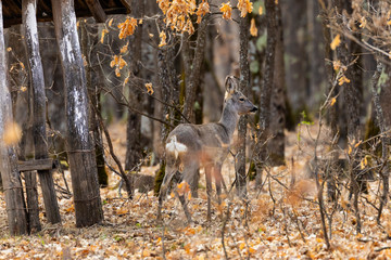 Roe deer (Capreolus capreolus) in an oak forest at the feeding spot