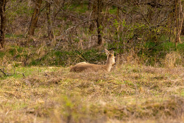 Roe deer (Capreolus capreolus) in an oak forest at the feeding spot