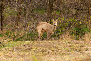 Roe deer (Capreolus capreolus) in an oak forest at the feeding spot