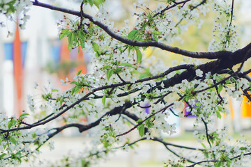 Cherry blossom in Nantes, France