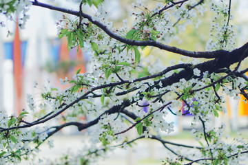 Cherry blossom in Nantes, France