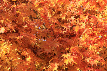 Autumn leaves against a clear blue sky