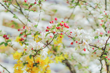 Cherry blossom in Nantes, France