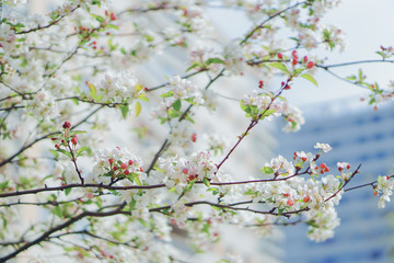 Cherry blossom in Nantes, France