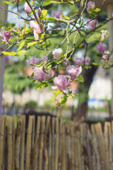 Magnolia bloom in the park of Nantes