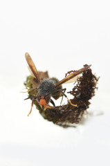 asian hornet on a white background