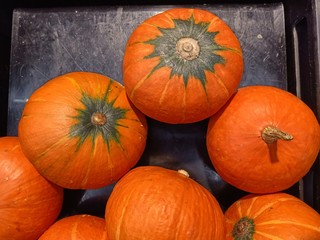 Orange pumpkin, sold in department stores7