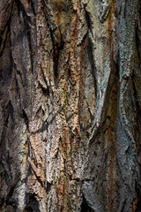Texture of the bark of an old tree. Texture of the bark of an old tree.
