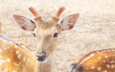 close up young male sika deers or spotted deers or Japanese deers (Cervus nippon) wild animal resting in natural                  