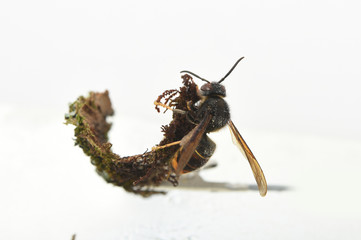 asian hornet on a white background