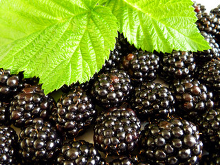 BlackBerry, bramble, dewberry. Ripe fresh large blackberry berries with green leaf 