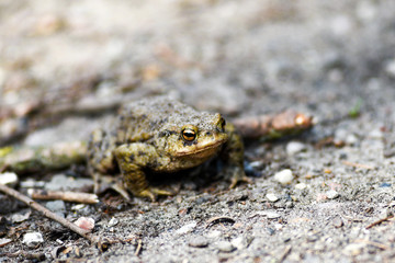 Naklejka premium Frog portrait. Frog portrait.