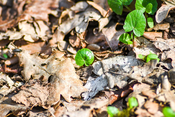 Green spring plants on a background of autumn leaves