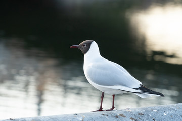 River gull at the river bank in the city