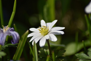 Anemone blanda 'White Splendour'