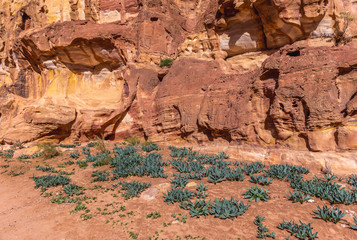 Plants on th footpath to viewing point above the Treasury - one of the most famous buildings in ancient Petra city in Jordan