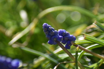 Armenische Traubenhyazinthen (Muscari armeniacum)