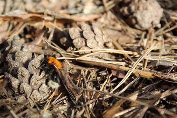 pine cones on the ground in early spring and awakened bumblebee