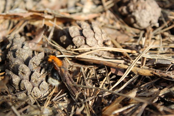 pine cones on the ground in early spring and awakened bumblebee