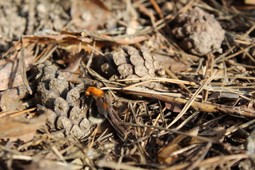 pine cones on the ground in early spring and awakened bumblebee