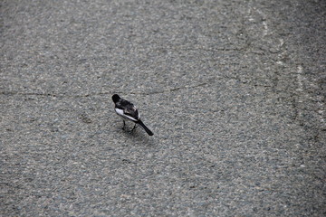 ハクセキレイの後姿(岐阜県)