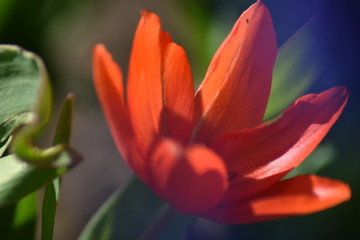 Blühende Tulpe (Tulipa)