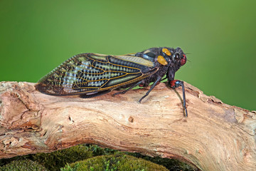 Cicada : Butterfly cicadas with broad multicolor wings. Blue butterfly-wings cicada (Distantalna splendida) is a cicada species from southeast Asia (Thailand, Myanmar and India)