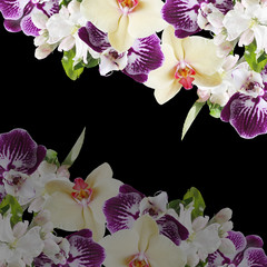 Fototapeta na wymiar Beautiful floral background of orchids and Apple blossom. Isolated 