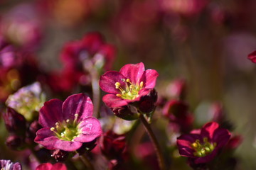 Obraz premium Moos-Steinbrech (Saxifraga x arendsii) - Bodendecker