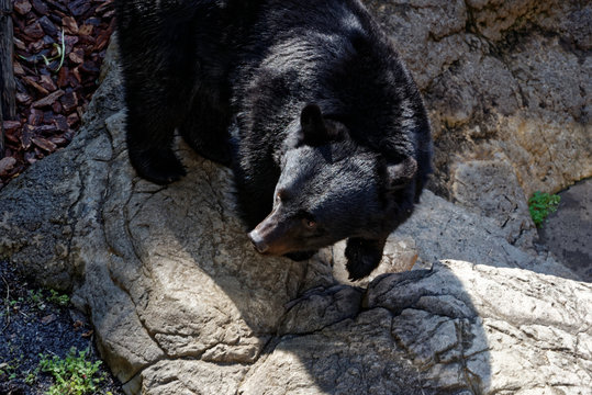 ブラックベア　picture Japanese Black Bear