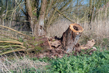 Fully topped old pollard willow tree in a nature reserve