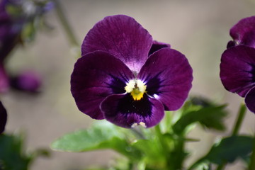 Bl&uuml;hende Stiefm&uuml;tterchen