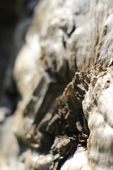 Bois brut