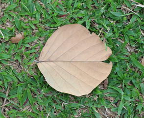 Dry leaf texture background, copy space.