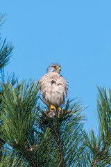 Kestrel female sits fluffed on a pine tip