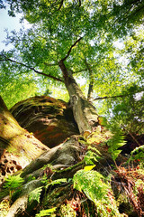 sun in the green forest