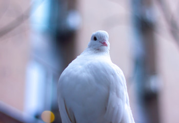 white dove closeup