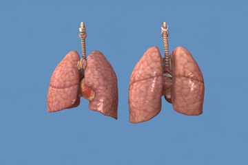 Human heart and lungs health. Picton Blue background