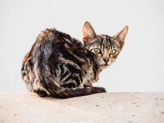 Small cat looking and relaxing in the street