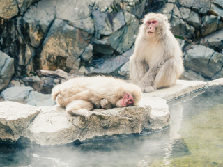 Japanese macaques in Nagano. Jigokudani Monkey Park. Japan.