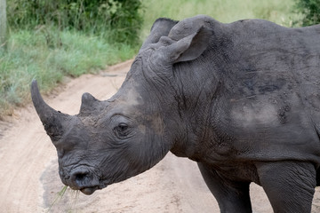Obraz premium White rhino, photographed at Sabi Sands Game Reserve in South Africa.